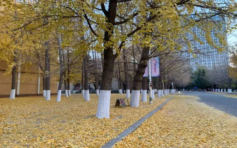 Liaoning University — campus